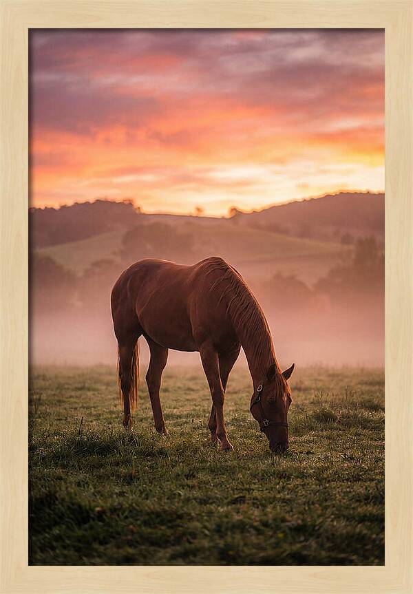 Chestnut Thoroughbred In Misty Pasture