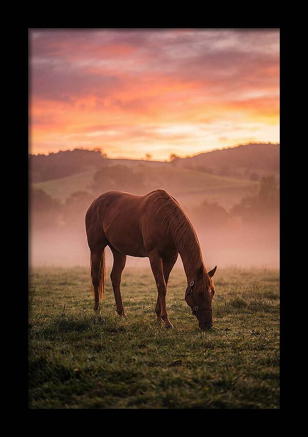 Chestnut Thoroughbred In Misty Pasture