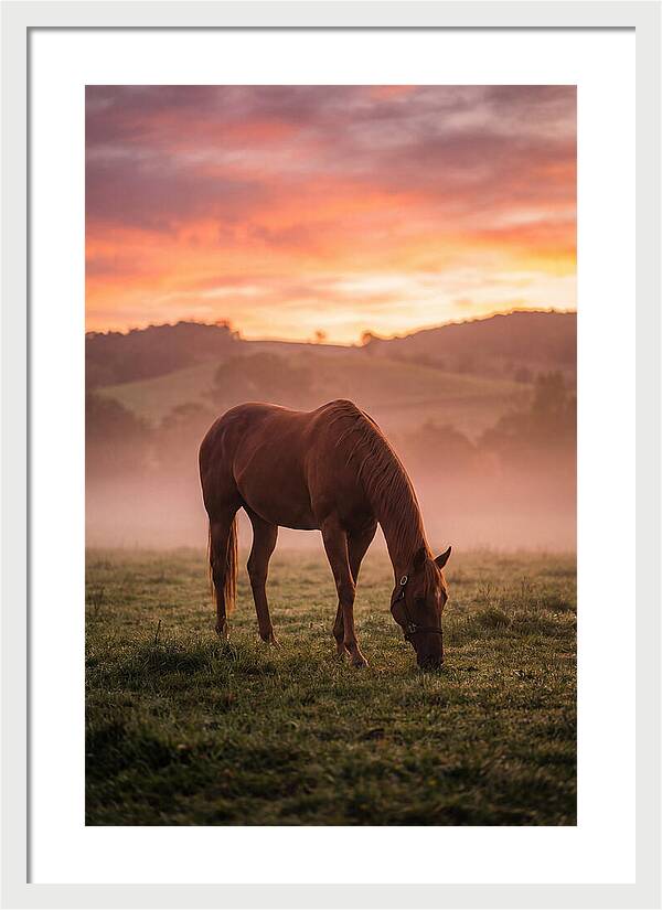 Chestnut Thoroughbred In Misty Pasture