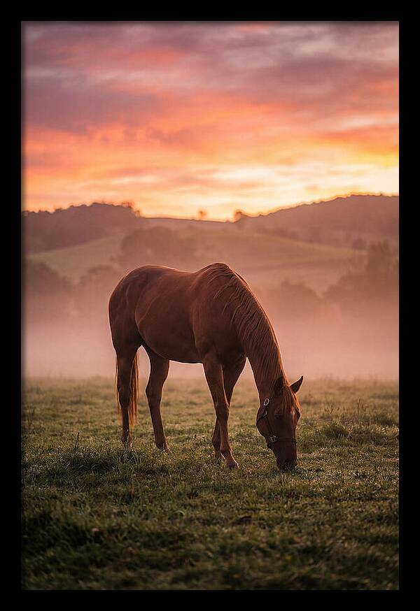 Chestnut Thoroughbred In Misty Pasture