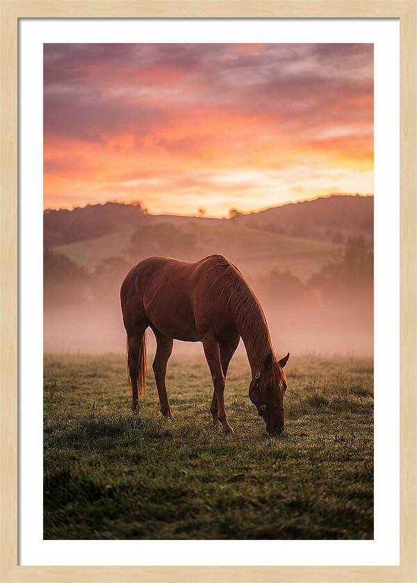 Chestnut Thoroughbred In Misty Pasture