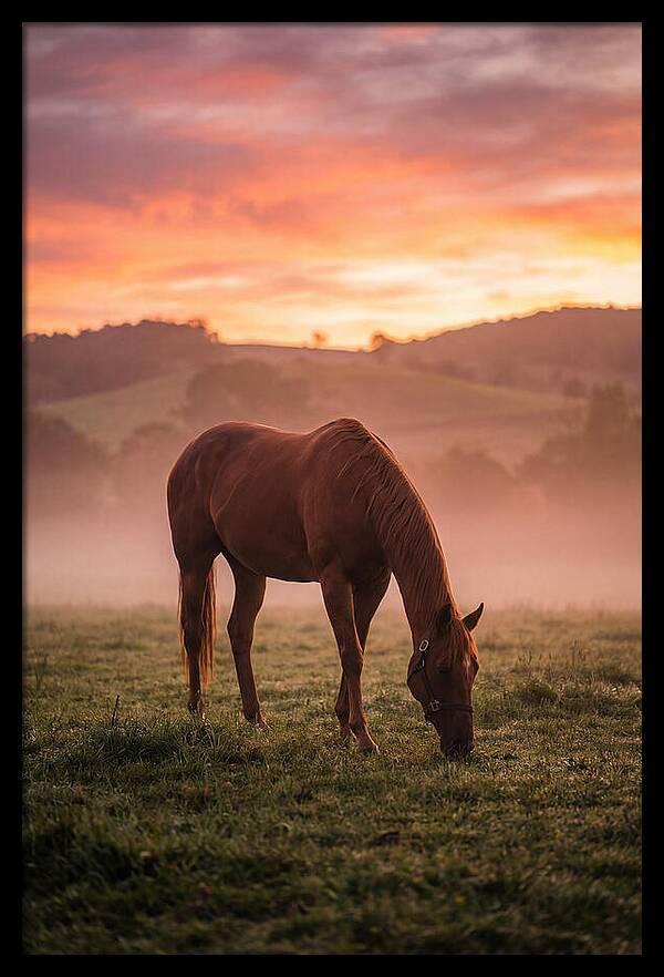 Chestnut Thoroughbred In Misty Pasture
