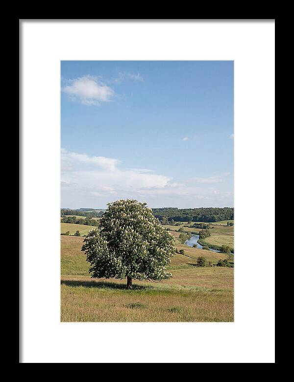 Chestnut Tree Under Blue Sky