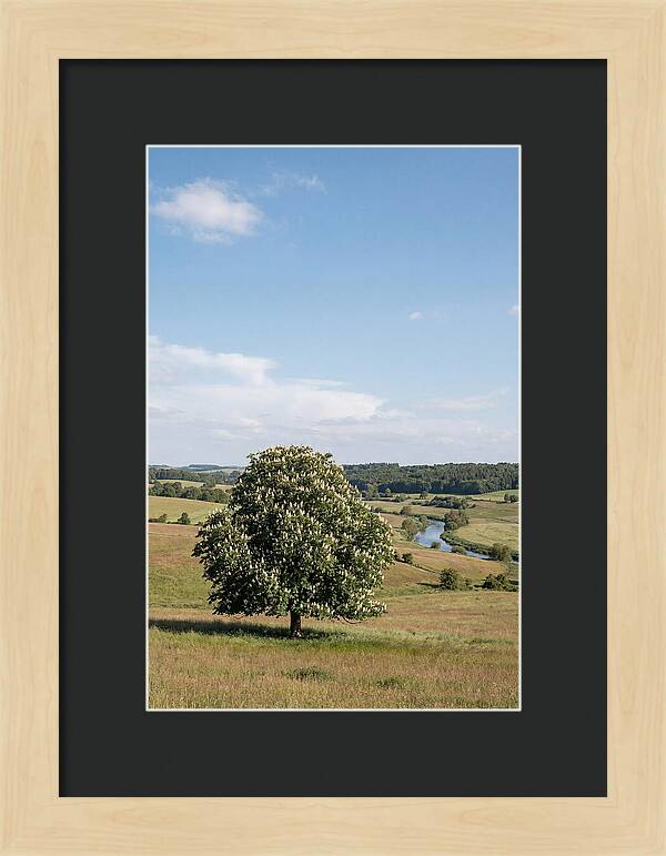 Chestnut Tree Under Blue Sky