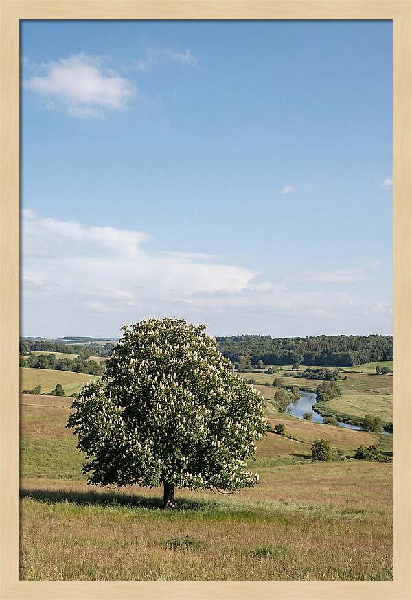 Chestnut Tree Under Blue Sky