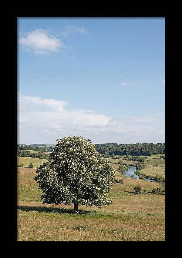 Chestnut Tree Under Blue Sky