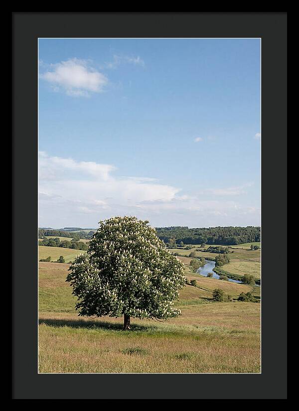 Chestnut Tree Under Blue Sky
