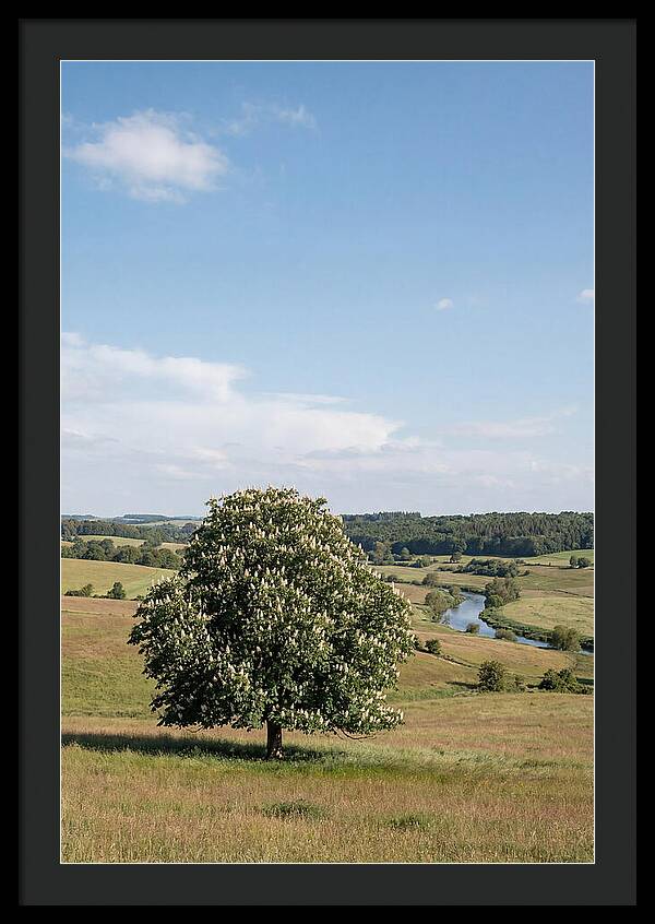 Chestnut Tree Under Blue Sky