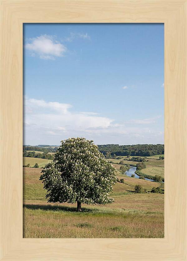 Chestnut Tree Under Blue Sky