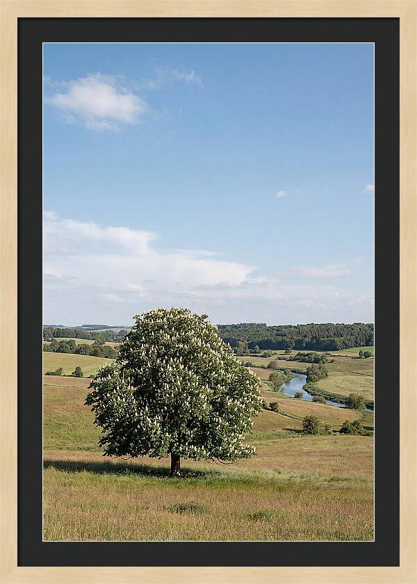 Chestnut Tree Under Blue Sky