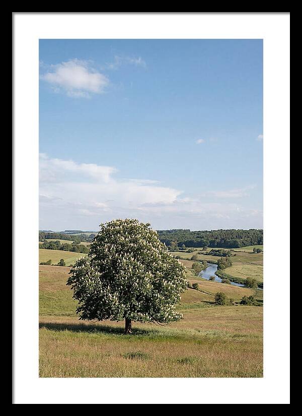 Chestnut Tree Under Blue Sky
