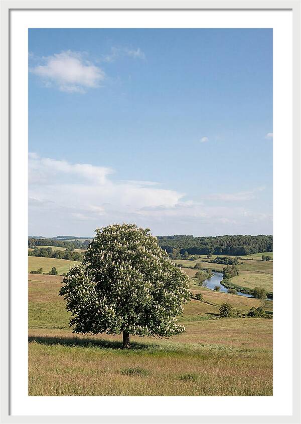 Chestnut Tree Under Blue Sky