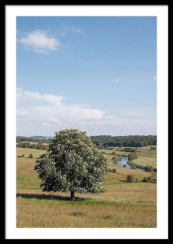Chestnut Tree Under Blue Sky