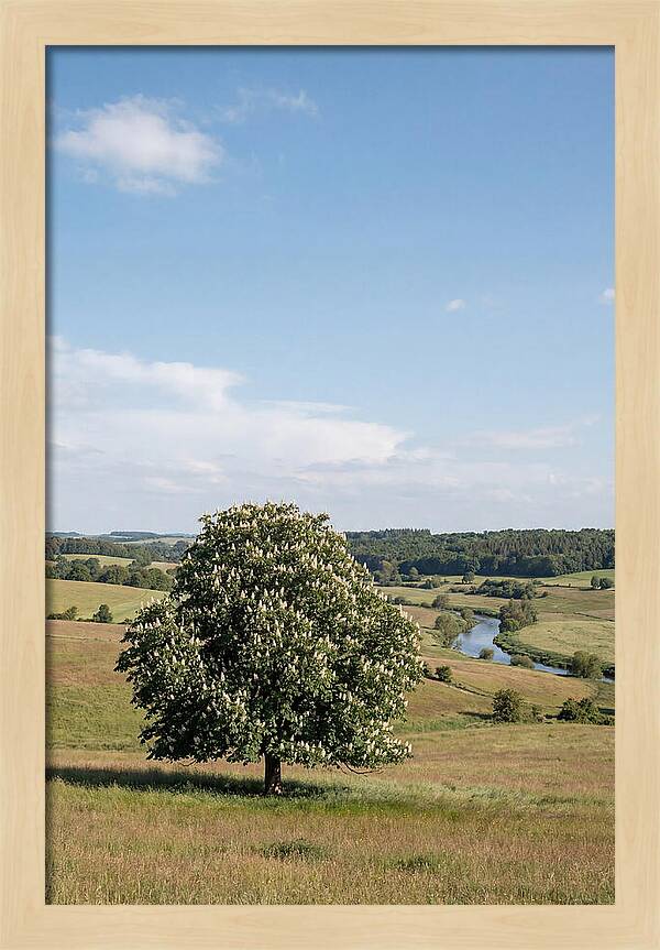 Chestnut Tree Under Blue Sky
