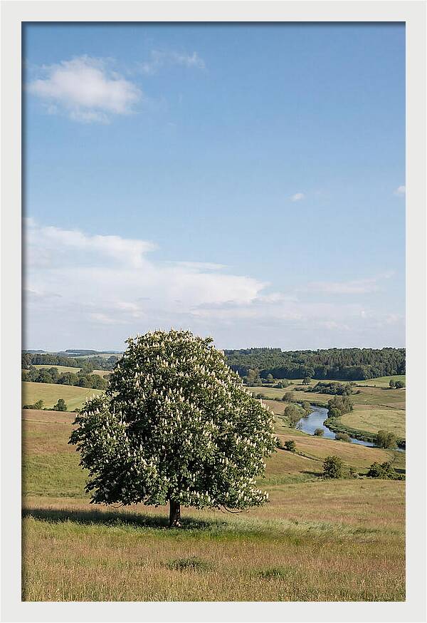 Chestnut Tree Under Blue Sky