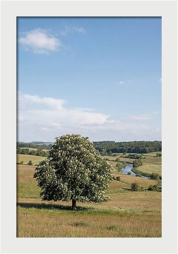 Chestnut Tree Under Blue Sky
