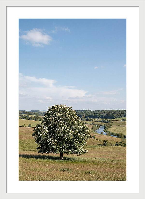 Chestnut Tree Under Blue Sky