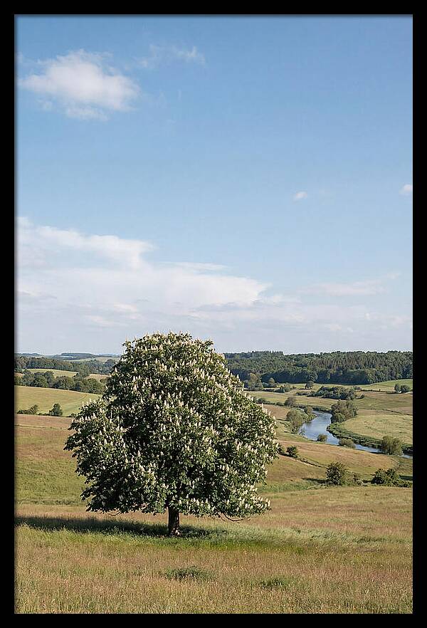 Chestnut Tree Under Blue Sky
