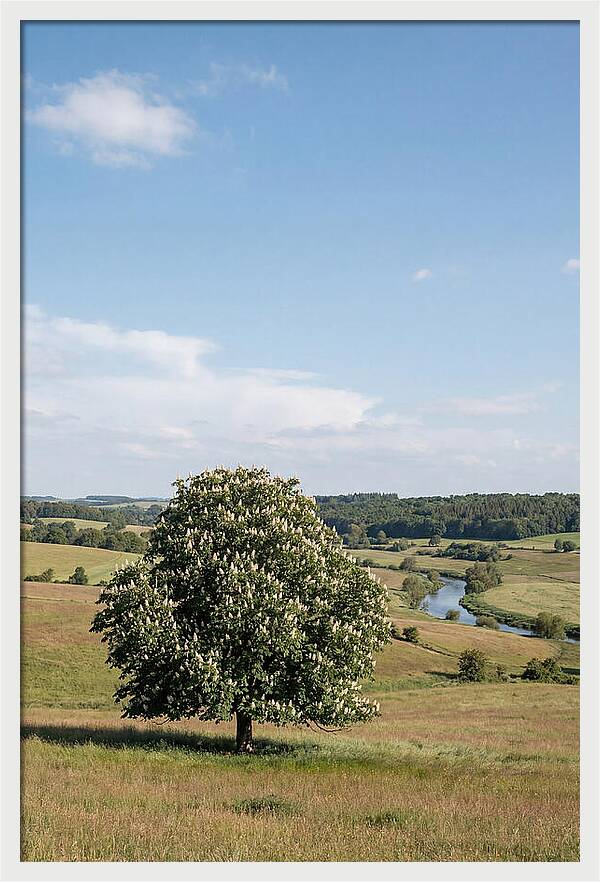 Chestnut Tree Under Blue Sky