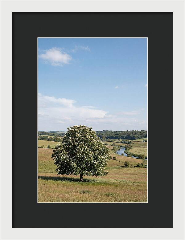 Chestnut Tree Under Blue Sky