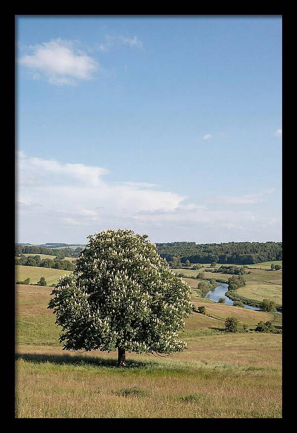 Chestnut Tree Under Blue Sky