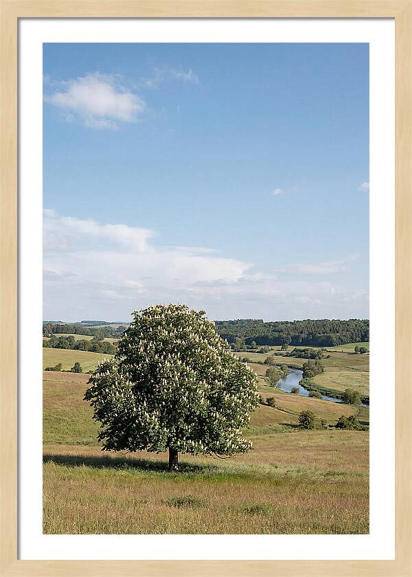 Chestnut Tree Under Blue Sky