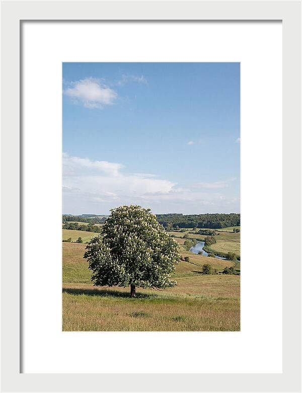 Chestnut Tree Under Blue Sky