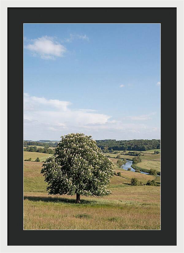 Chestnut Tree Under Blue Sky
