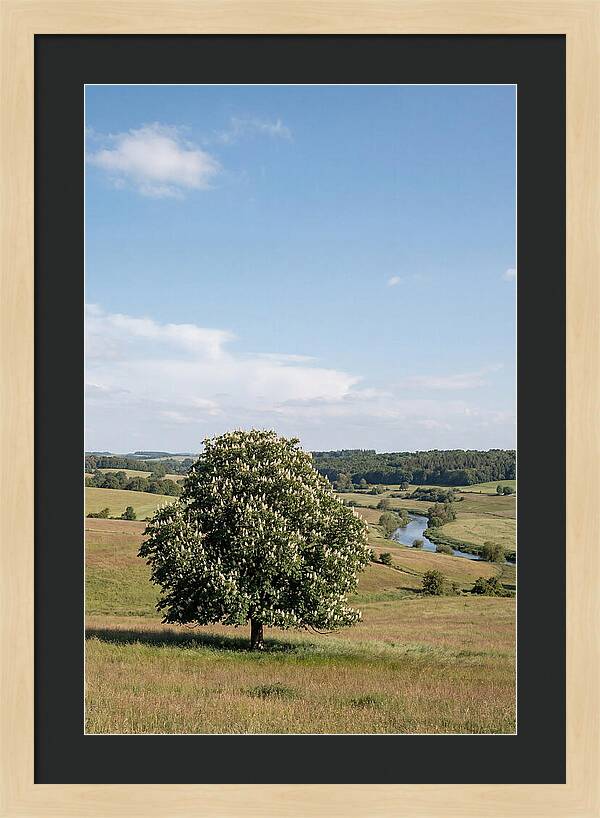 Chestnut Tree Under Blue Sky