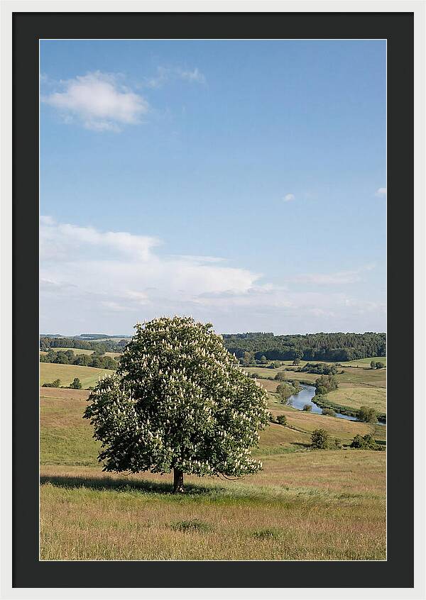Chestnut Tree Under Blue Sky
