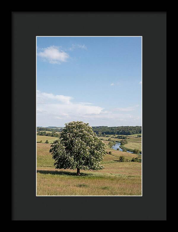 Chestnut Tree Under Blue Sky