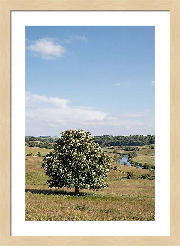 Chestnut Tree Under Blue Sky