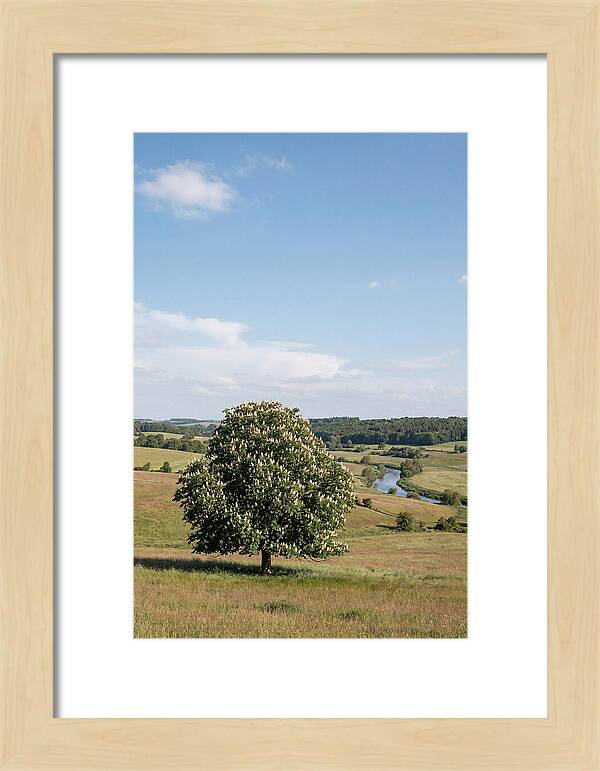 Chestnut Tree Under Blue Sky