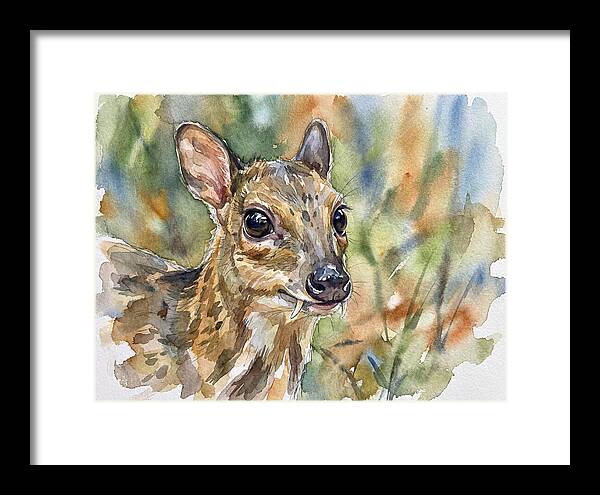 Chevrotain Portrait In Nature