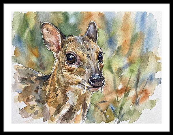 Chevrotain Portrait In Nature