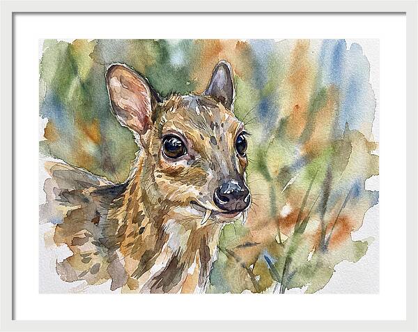 Chevrotain Portrait In Nature