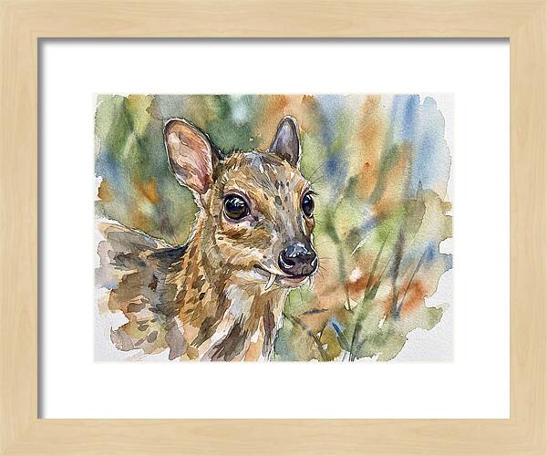 Chevrotain Portrait In Nature