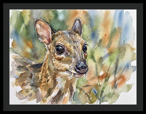 Chevrotain Portrait In Nature