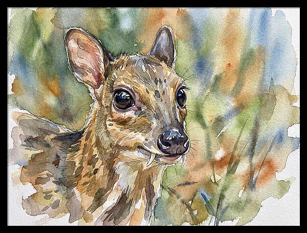 Chevrotain Portrait In Nature