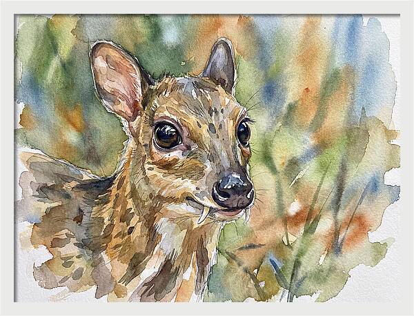 Chevrotain Portrait In Nature