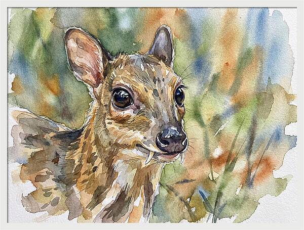 Chevrotain Portrait In Nature
