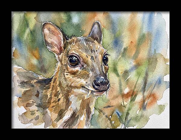 Chevrotain Portrait In Nature