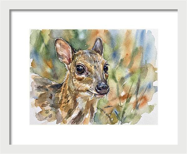 Chevrotain Portrait In Nature