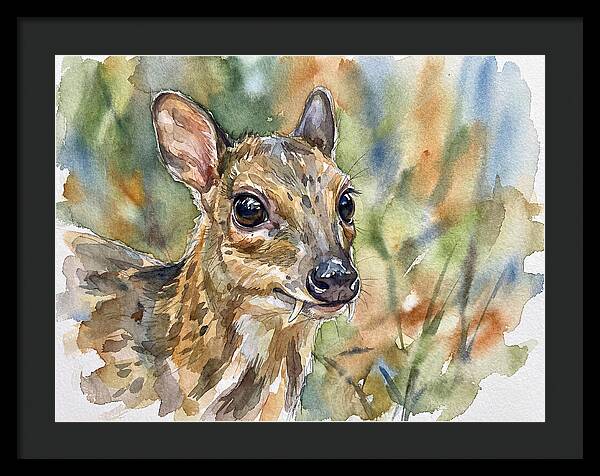 Chevrotain Portrait In Nature
