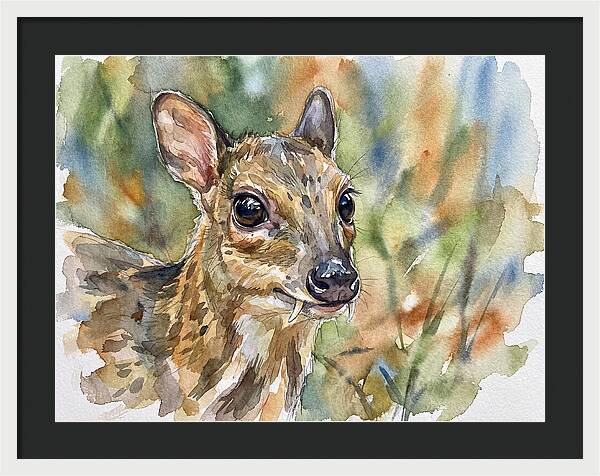 Chevrotain Portrait In Nature
