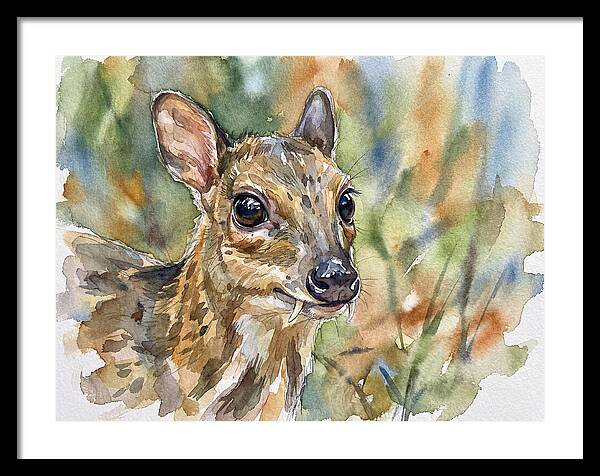 Chevrotain Portrait In Nature