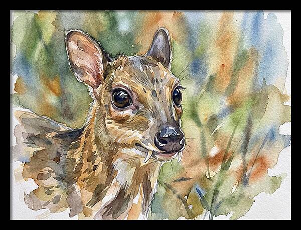 Chevrotain Portrait In Nature