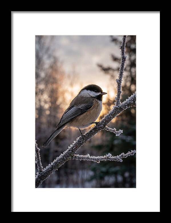 Chickadee On Frosted Branch