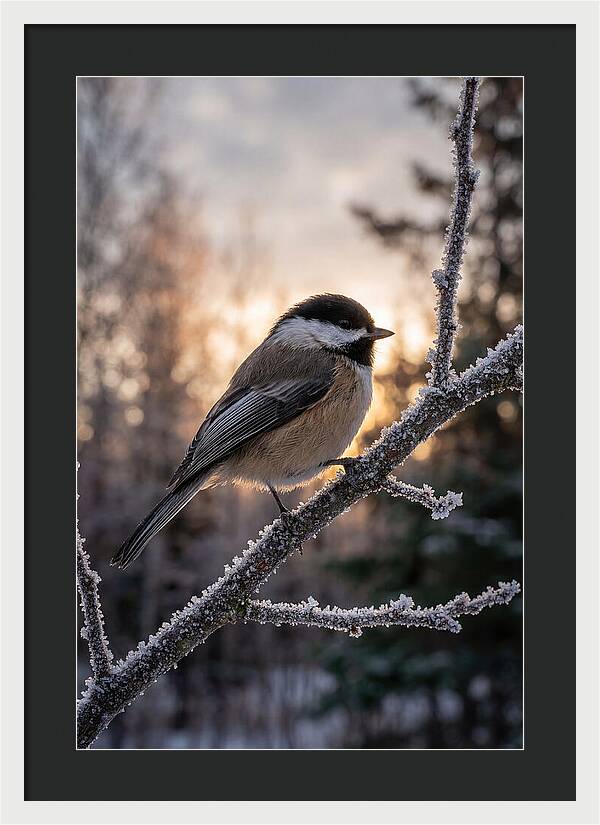 Chickadee On Frosted Branch