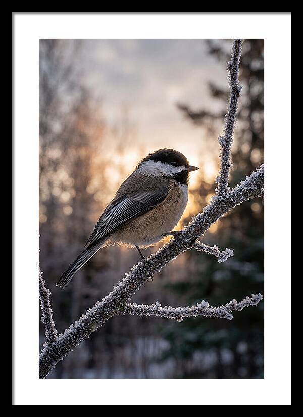 Chickadee On Frosted Branch
